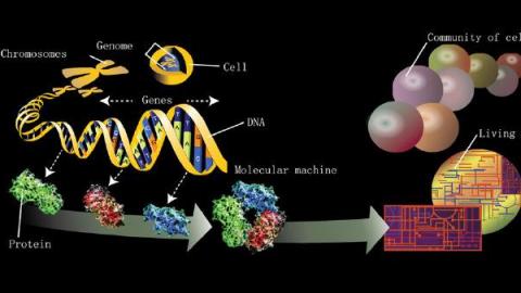 生物信息-序列对比的并行加速